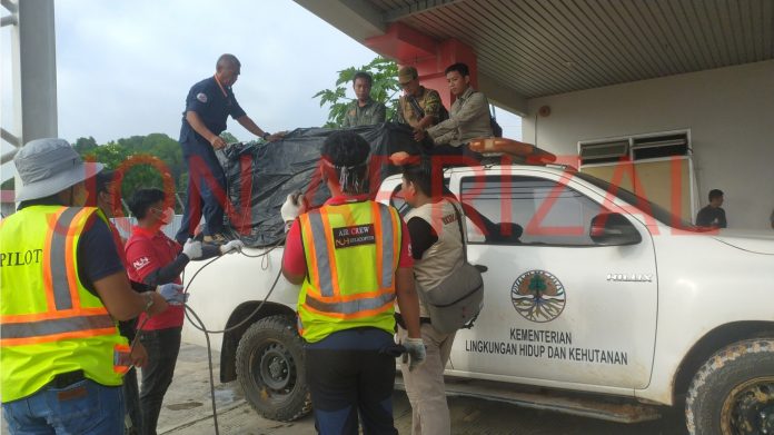 Memulangkan Harimau Sumatera images