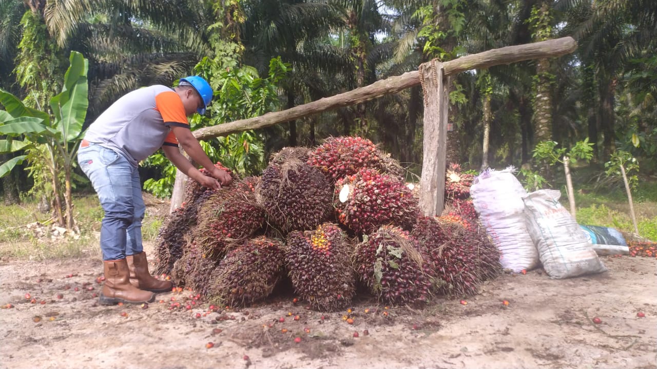 Petani Terapkan Transparansi Dalam Pengelolaan Dana Hibah RSPO images