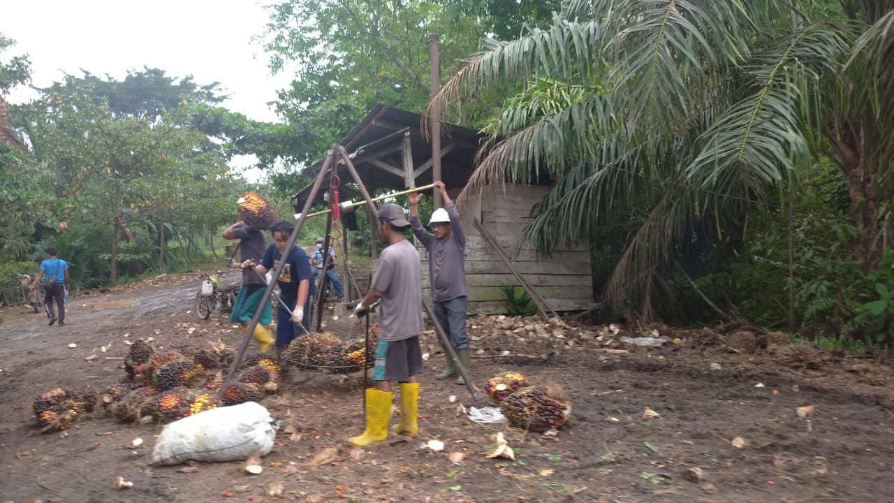 <strong>Ratusan Petani Sawit Mandiri Di Siak Tunggu Hasil Sertifikasi RSPO</strong> images