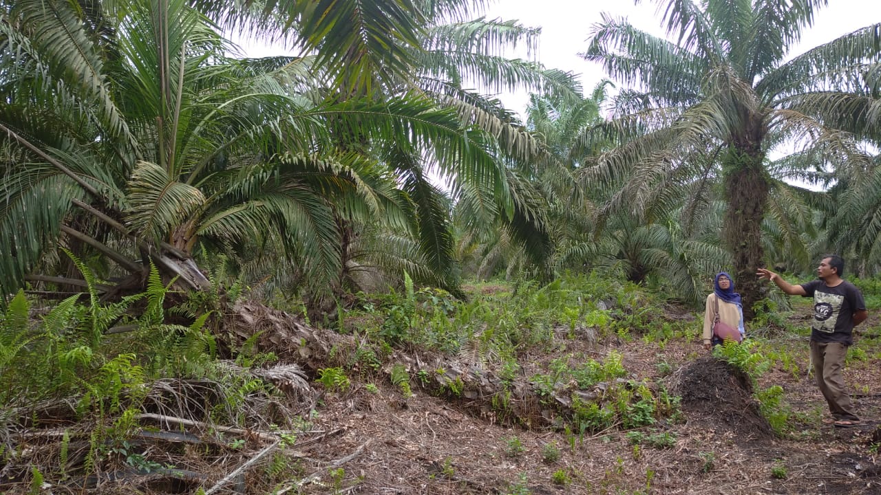 Sertifikasi RSPO : Jalan Panjang Mendapatkan Premi images