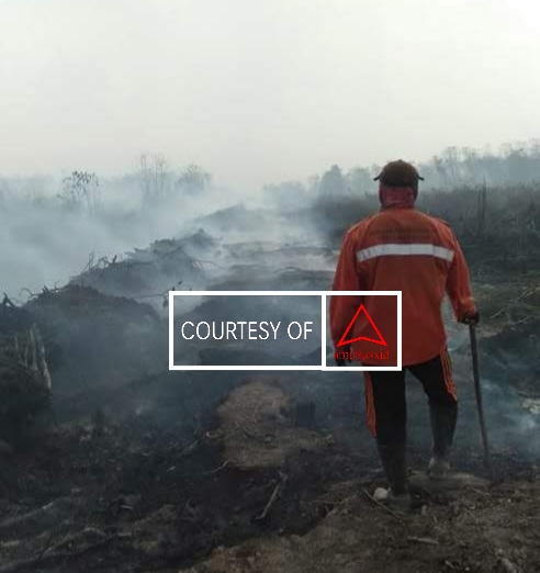 Karhutla Kembali Terjadi Di Jambi images