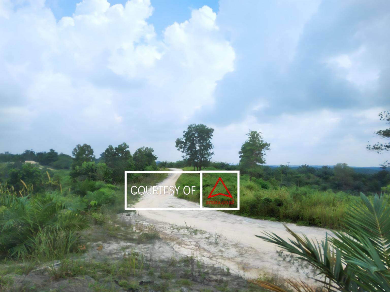 Kawasan Hutan Bukan Untuk Kebun Sawit! images