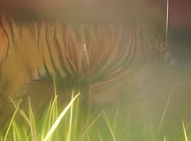 Harimau Muncul Di Desa Bungku  images
