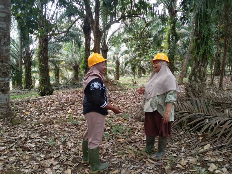 Sertifikasi Sawit Berkelanjutan Bagi Petani Swadaya images