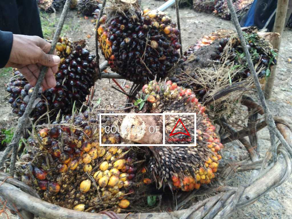 Sertifikasi Sawit : Petani Atau Kapital? images