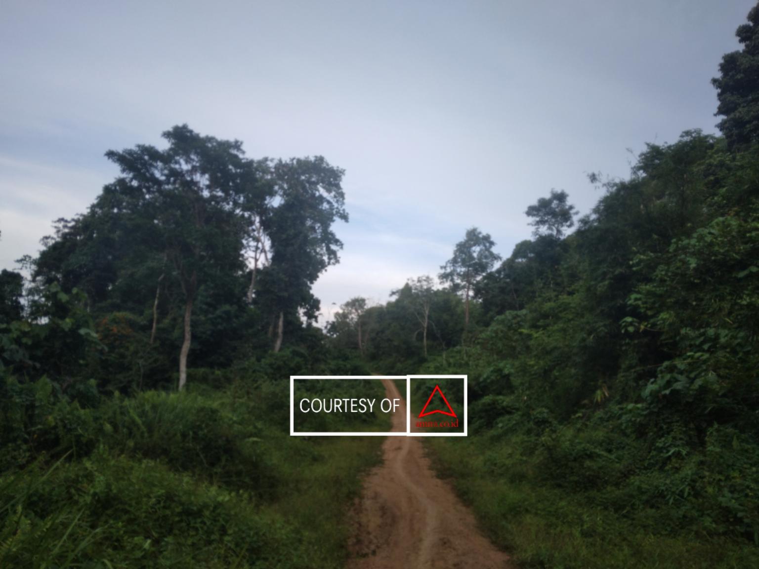 Mengelola Hutan Untuk Masa Depan: Peran PT Alam Bukit Tigapuluh dalam Restorasi Ekosistem images