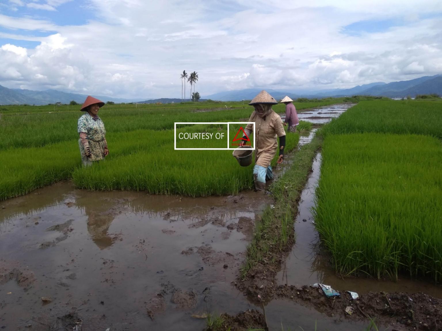 Akankah Kita Kembali Mengkonsumsi Ubi Gadung? images