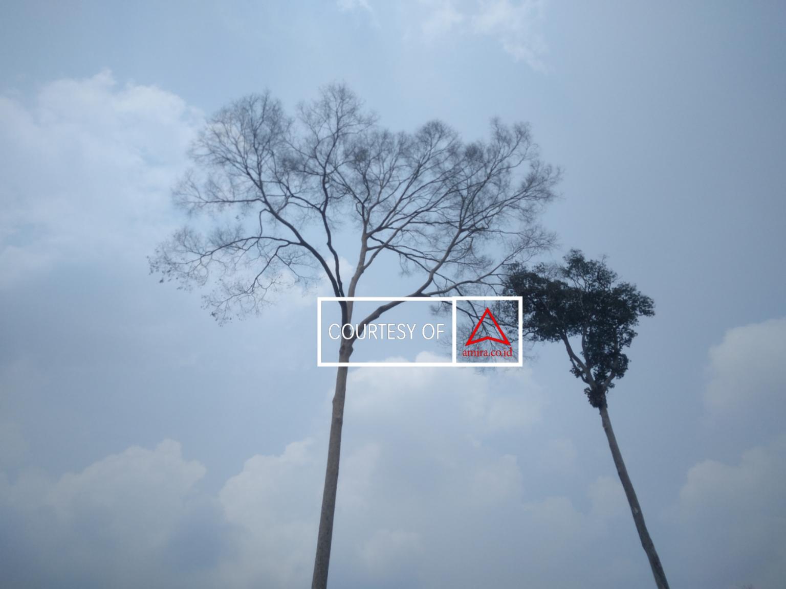 Sialang Terpanggang Api; Kemana Lebah Terbang? images