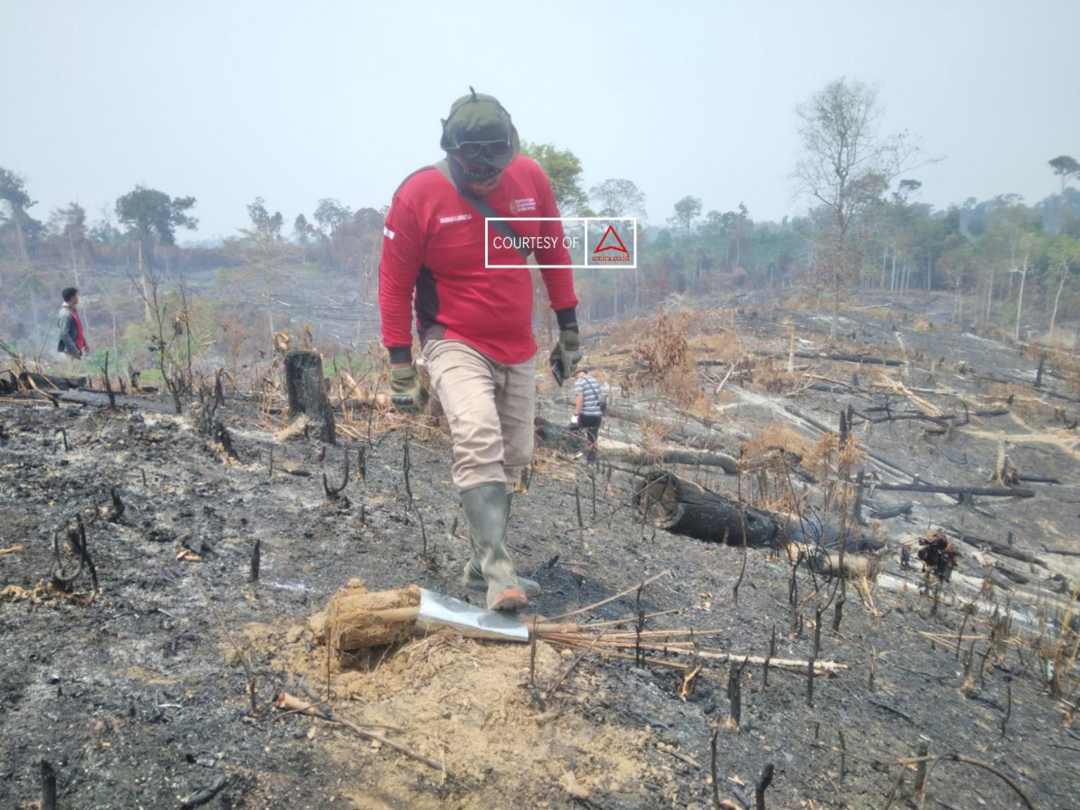 Api Habis, Hutan Binasa images