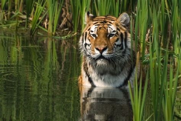 Miris, Masih Terjadi Perdagangan Kulit Harimau images