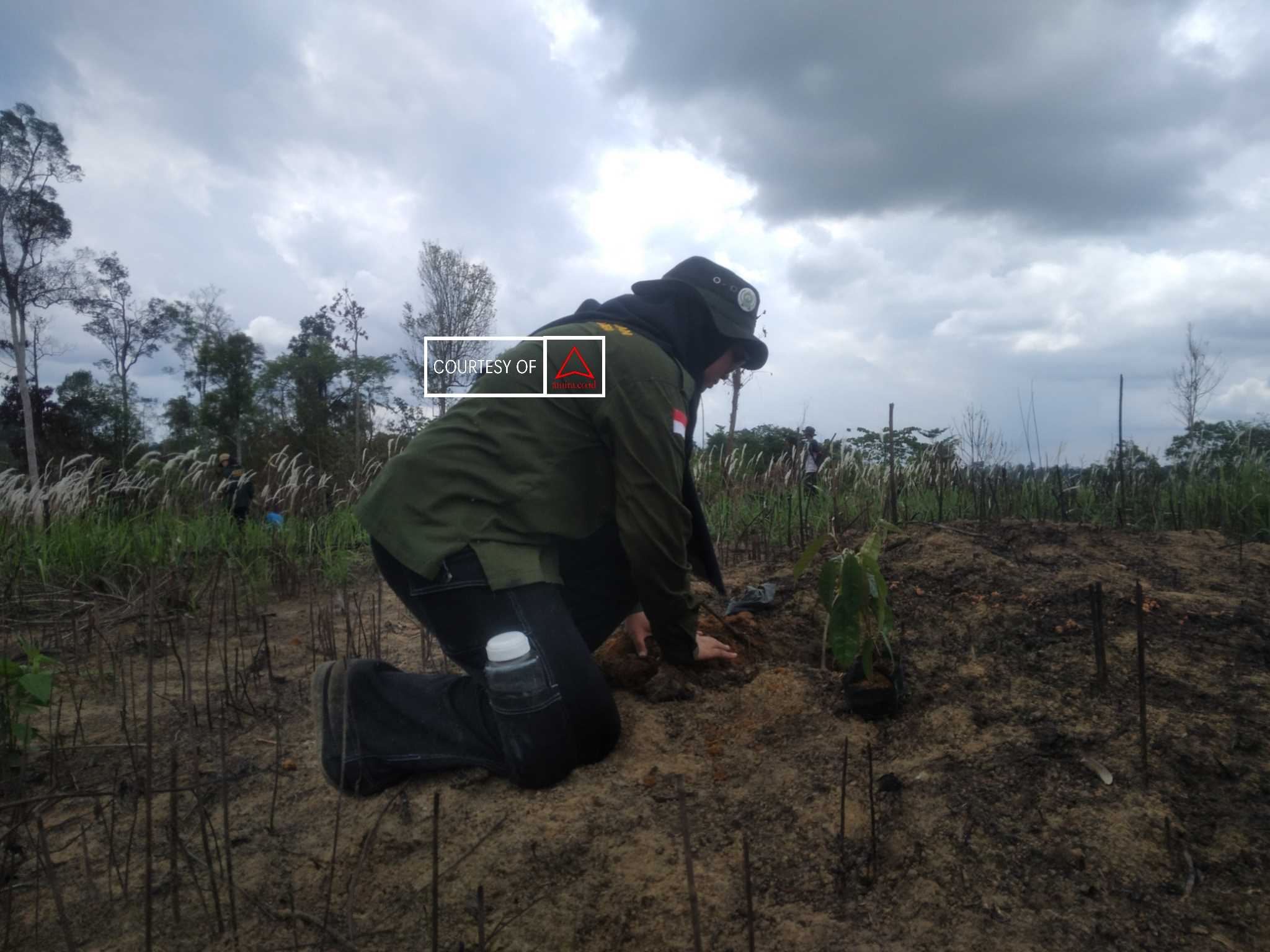 Menghutankan Kembali Areal Eks Karhutla images