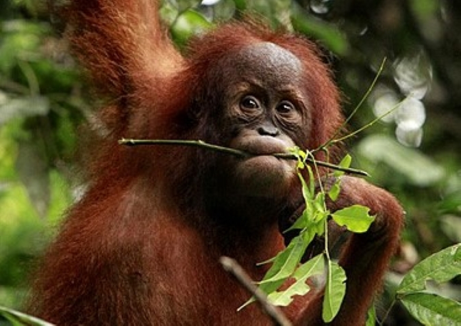Pongo Pulang Kemana? images