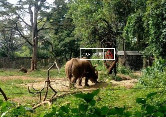 “Rumah Aman” Untuk Black Rhino Di Nairobi National Park images
