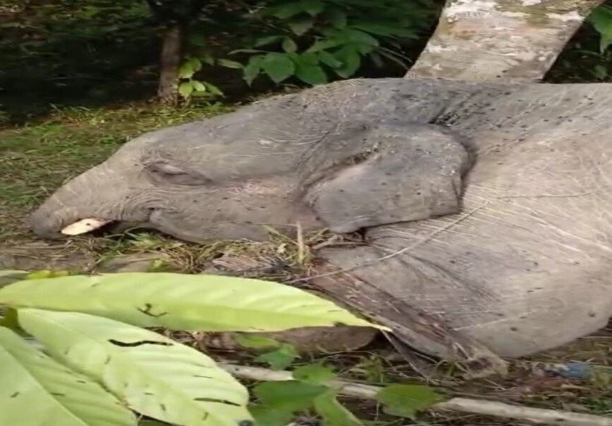 Gajah Mati Meninggalkan Bangkai images