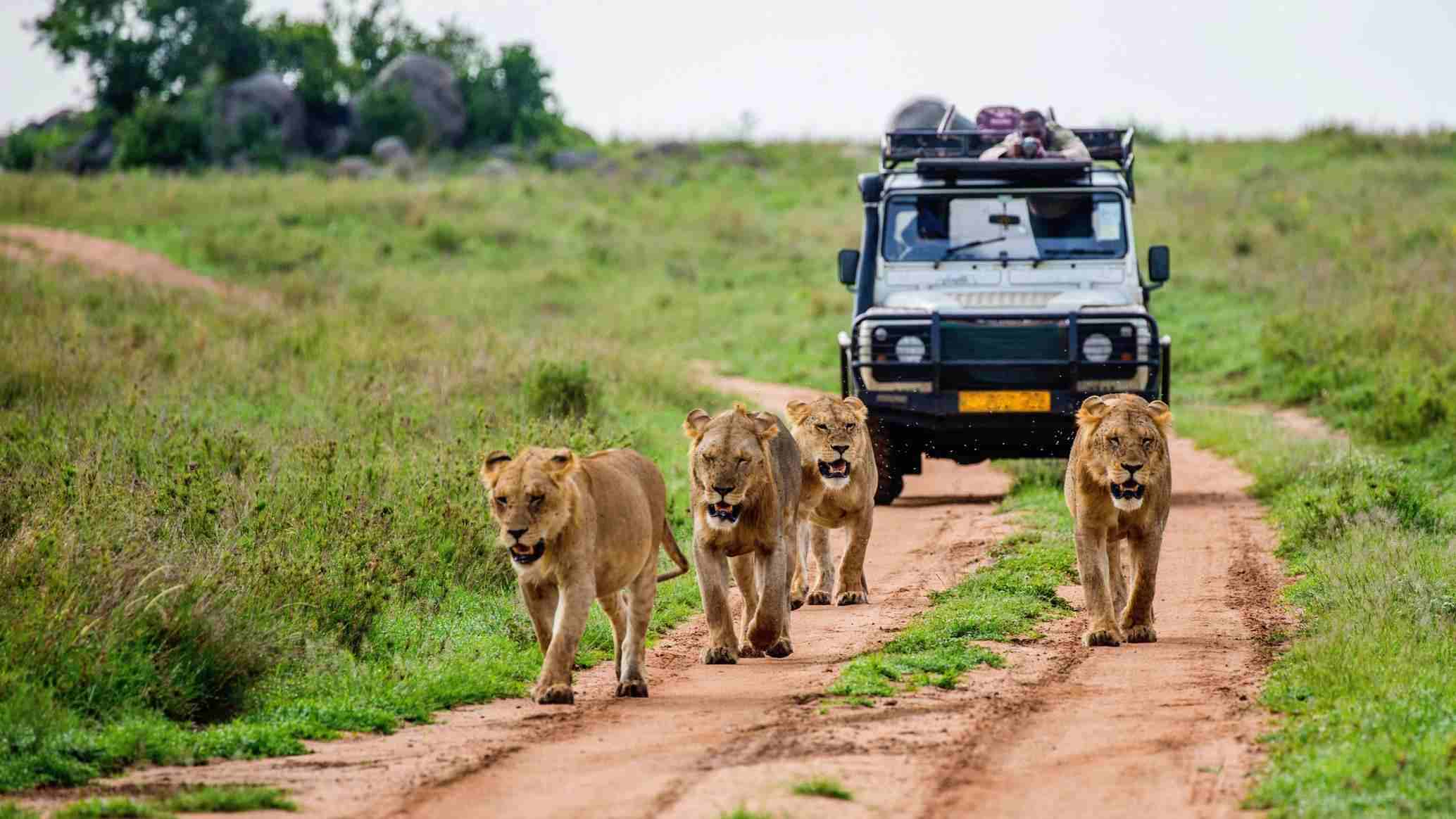 “Game Drive” Di Maasai Mara images