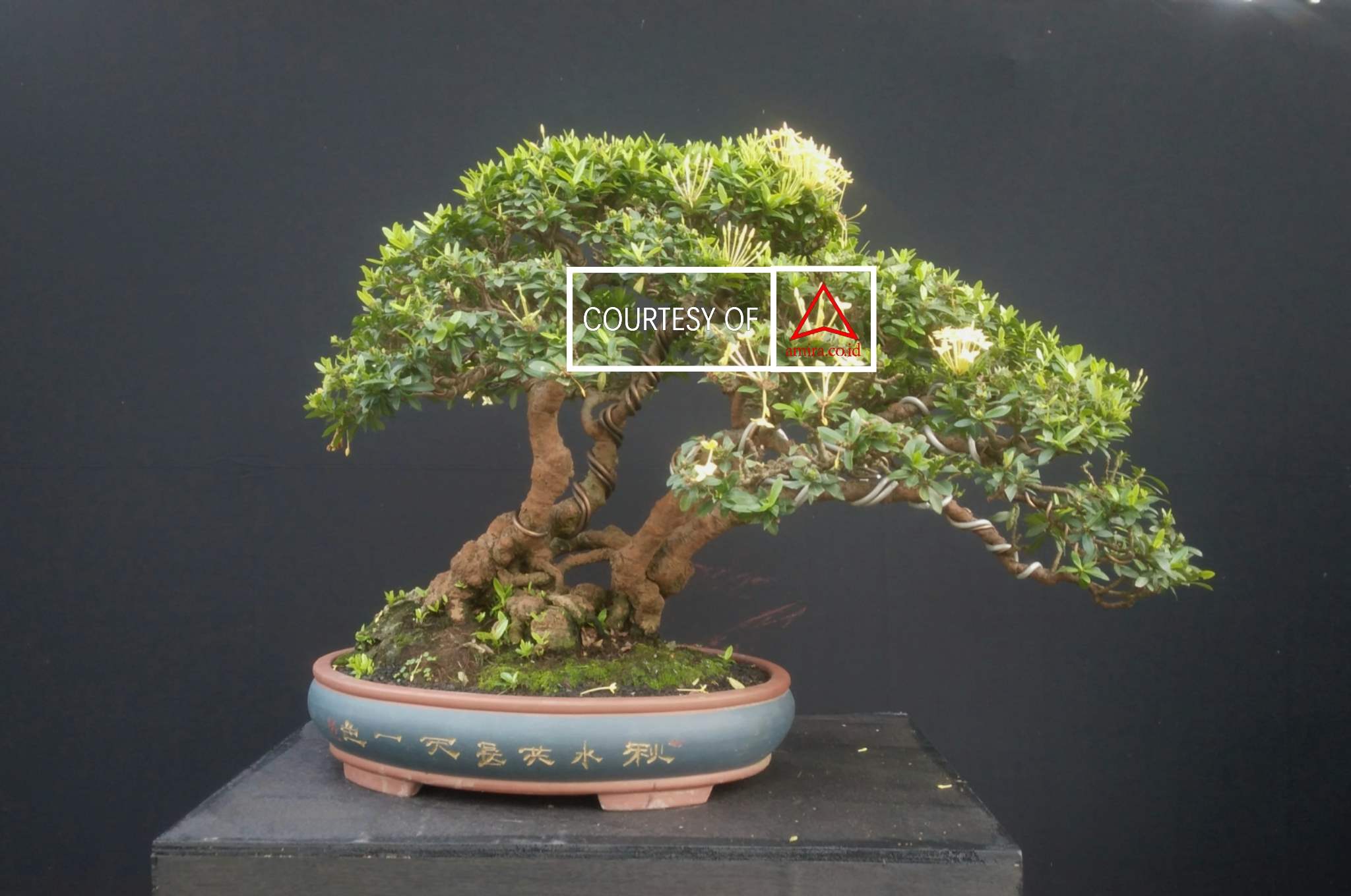 Bonsai; Ketika Cantik Itu Menyakitkan images