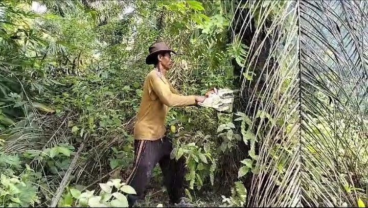 Sawit Ditumbang Berganti Durian images