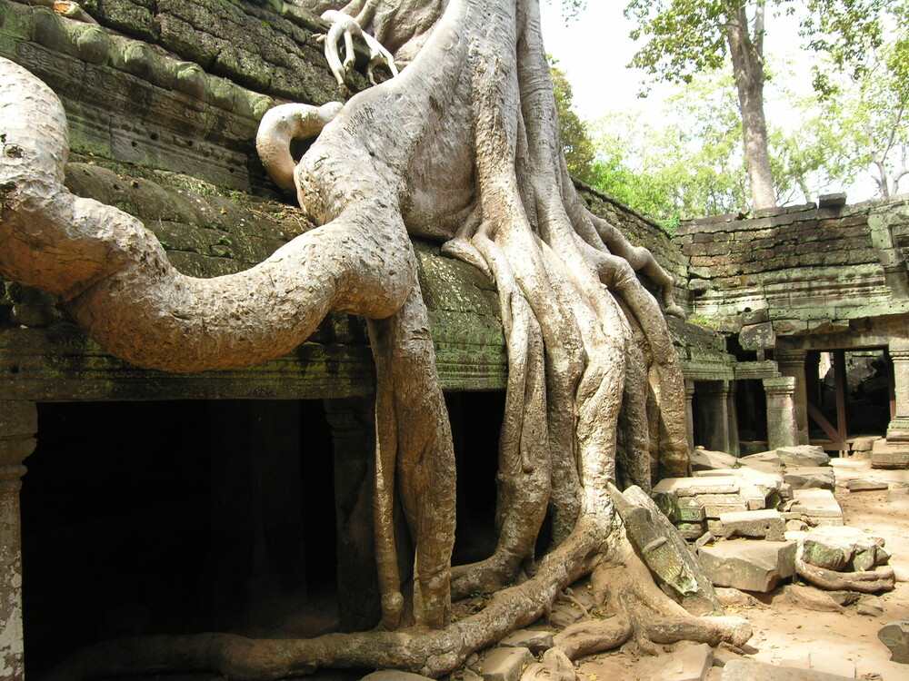 Ta Prohm: Candi Angelina Jolie images