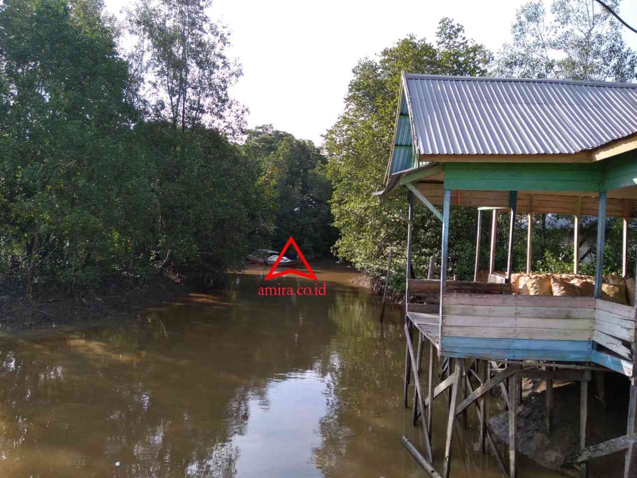 Penjaga Hutan Mangrove Di Kampung “Orang Bunian” images