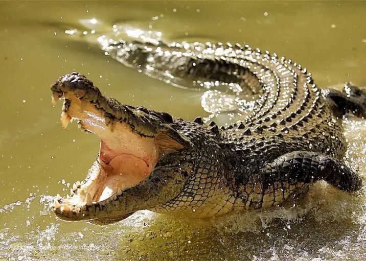 Buaya Sadu Makan Korban Jiwa images