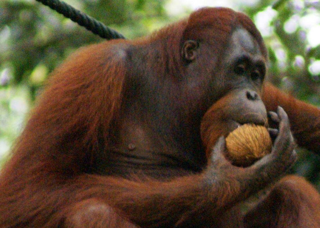 Panggil Mereka “Pongo” Saja images
