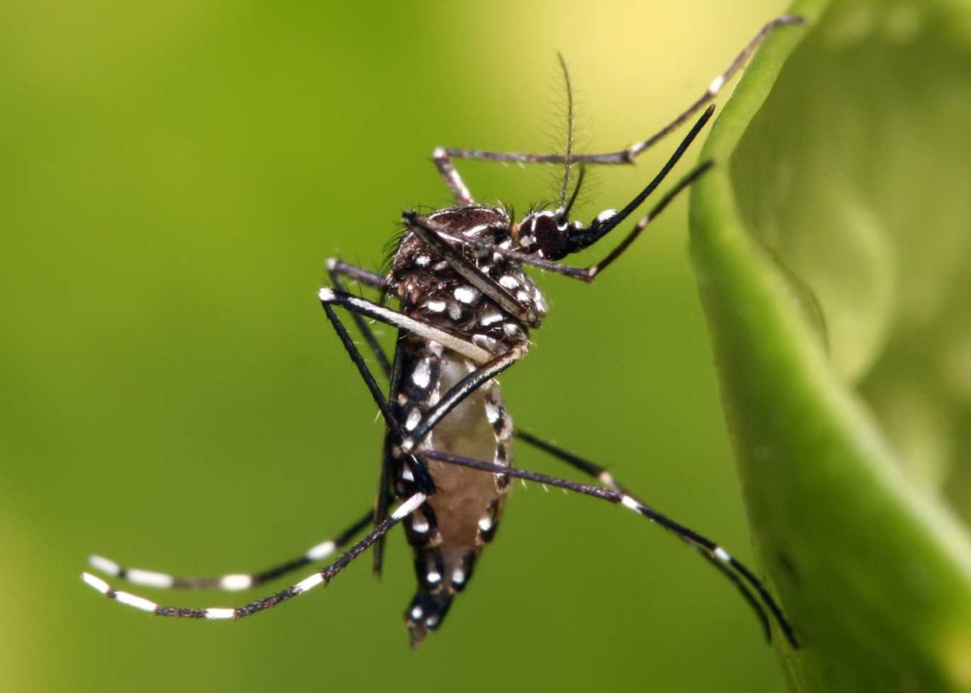 Waspada, 4 Meninggal Akibat DBD images
