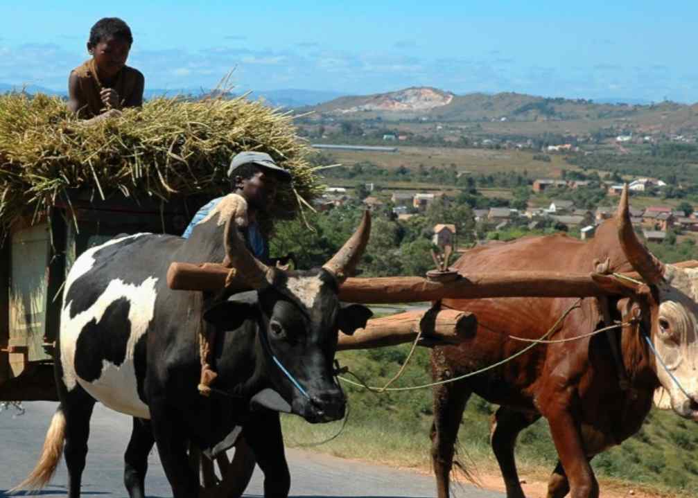 Saudara Perempuan Madagaskar images