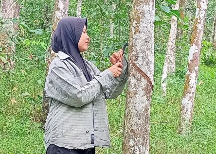 Petani Dalam “Perang Dagang” EUDR images