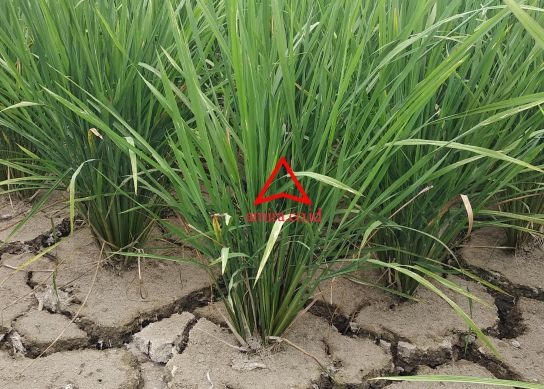 Ketahanan Pangan Provinsi Jambi, Yakin? images