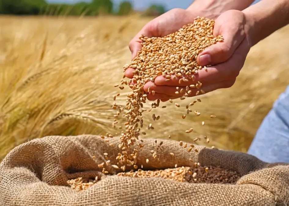 Atas Nama Gandum; Perang Russia – Ukraina images