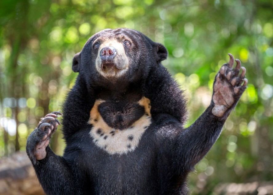Beruang Matahari Serang Warga images
