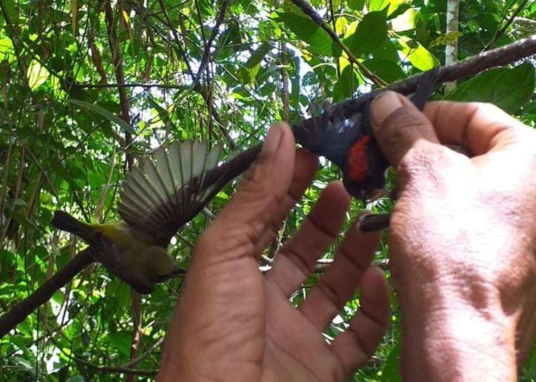 Waspadai Perdagangan Liar Burung Berkicau images