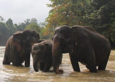 Koeksitensi Gajah Dan Manusia images
