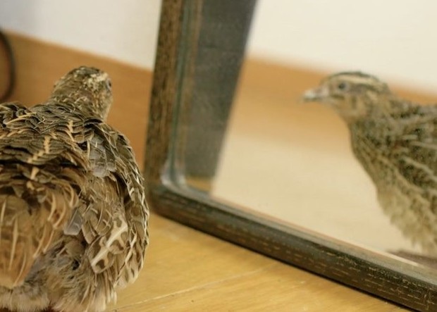 Feminisme; Bercermin Pada Burung Puyuh images