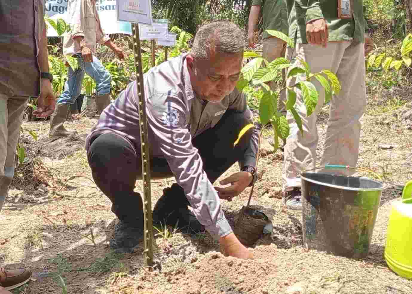 Tanam Pohon Meredam Konflik  images