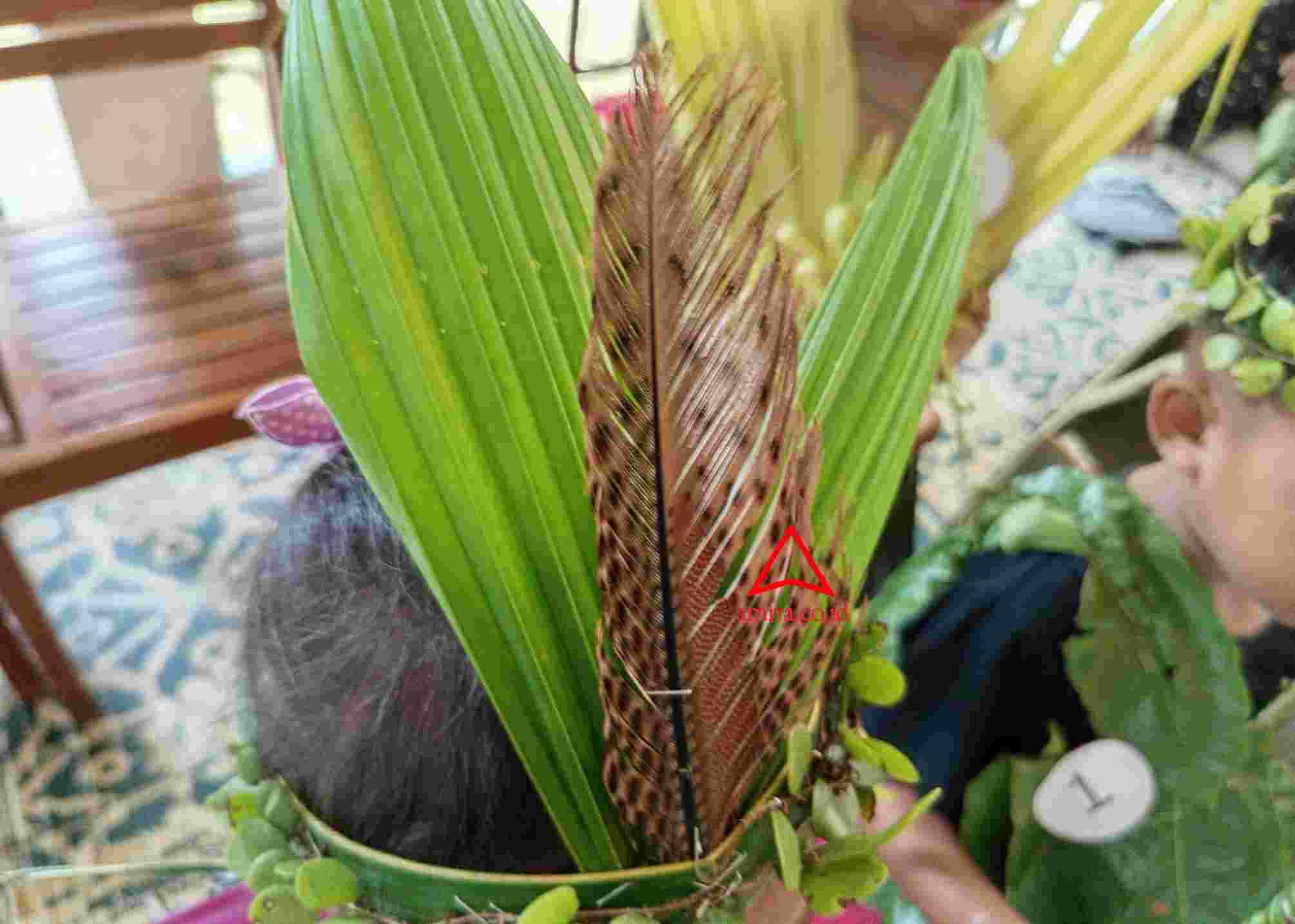 Kembalinya Burung Kuau Raja images