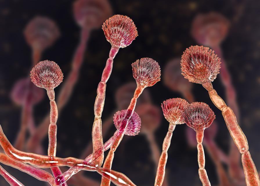 Aflotoksin; Ditolak Masuk Jambi images