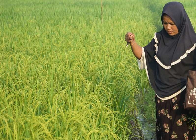 Kembali Bertanam Padi images