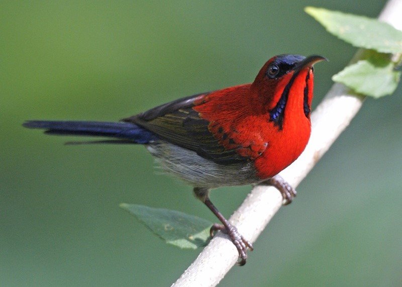 Antara Burung Berkicau Dan Narkoba images