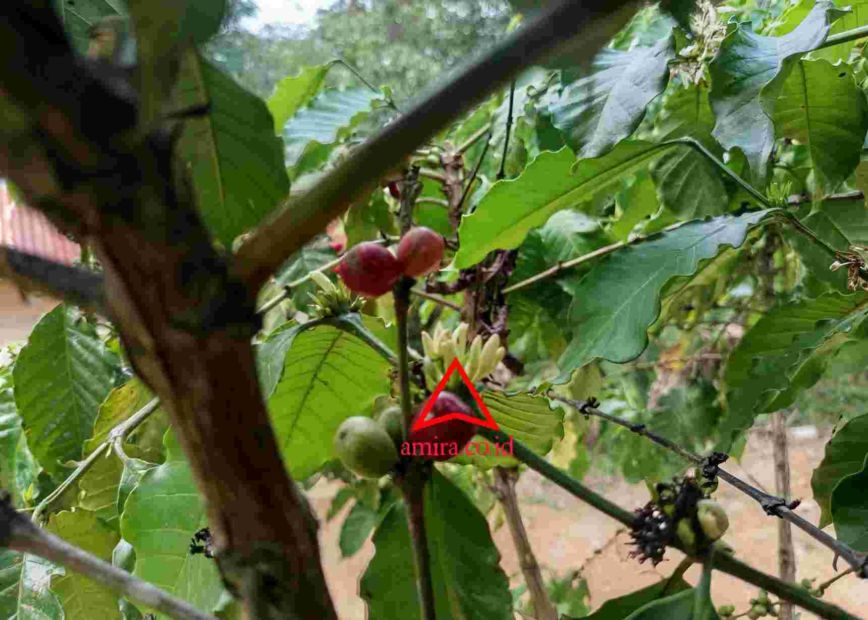 Kopi Robusta Dari Sepenat Unggul images