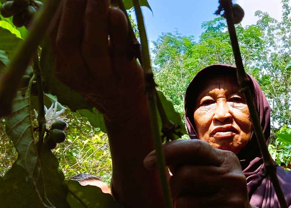 Perempuan Petani Kopi Dari Sepenat images