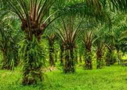 Terulang Lagi; Konflik SAD – PT SAL images
